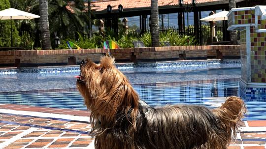 Pet Friendly Hotel