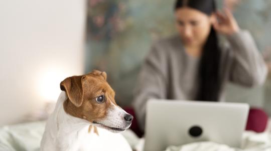 Pet Friendly Hotel