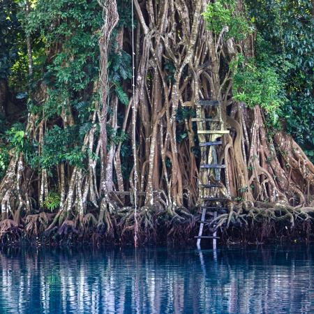 Parque Espíritu del Manglar